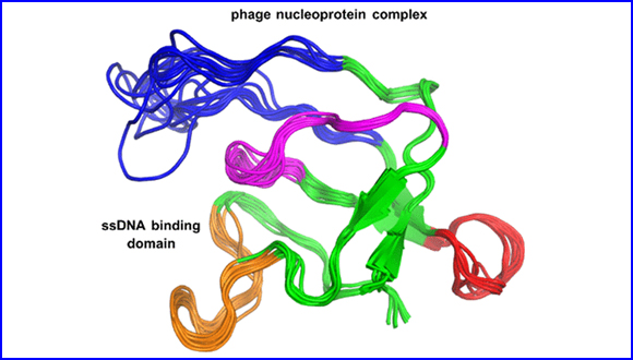 Atomic-Resolution Structure of the Protein Encoded by Gene V of fd Bacteriophage in Complex with Viral ssDNA Determined by Magic-Angle Spinning Solid-State NMR