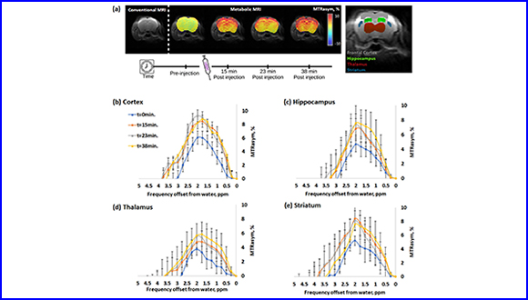 Metabolic brain imaging with glucosamine CEST MRI: in vivo characterization and first insights