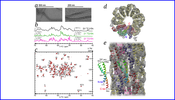 Solid-state NMR-based Integrative Structural Methods for Protein and Viral Assemblies 